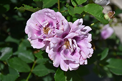 Easy On The Eyes Rose (Rosa 'WEKswechefy') at Lakeshore Garden Centres