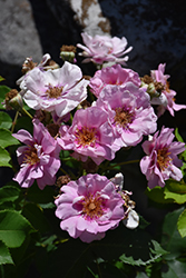 Easy On The Eyes Rose (Rosa 'WEKswechefy') at Lakeshore Garden Centres