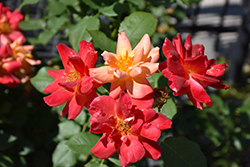 Joseph's Coat Rose (Rosa 'Joseph's Coat') at Lakeshore Garden Centres