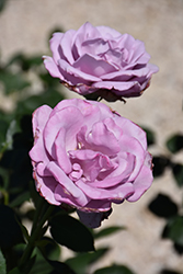 Blue Girl Rose (Rosa 'Blue Girl') at Lakeshore Garden Centres