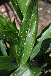 Milky Way Speckled Cast Iron Plant (Aspidistra elatior 'Milky Way') at Lakeshore Garden Centres