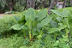Borneo Giant Elephant's Ear (Alocasia macrorrhizos 'Borneo Giant') at Lakeshore Garden Centres