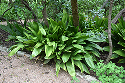 Cast Iron Plant (Aspidistra elatior) at Peter Knippel Garden Centre