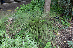 Texas Beargrass (Nolina texana) at Lakeshore Garden Centres