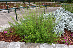 Mexican Oregano (Poliomintha longiflora) at Lakeshore Garden Centres