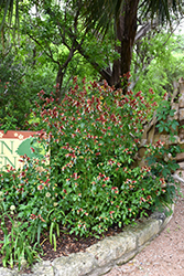 Fruit Cocktail Shrimp Plant (Justicia brandegeeana 'Fruit Cocktail') at Lakeshore Garden Centres