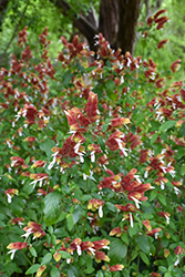 Fruit Cocktail Shrimp Plant (Justicia brandegeeana 'Fruit Cocktail') at Lakeshore Garden Centres