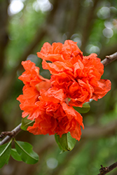 Wonderful Pomegranate (Punica granatum 'Wonderful') at Lakeshore Garden Centres