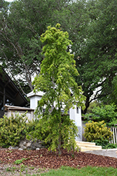 Weeping Yaupon Holly (Ilex vomitoria 'Pendula') at Lakeshore Garden Centres