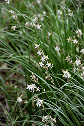 St. Bernard's Lily (Anthericum liliago) at Lakeshore Garden Centres