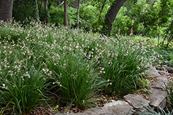St. Bernard's Lily (Anthericum liliago) at Lakeshore Garden Centres