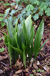 Tiny Tank Cast Iron Plant (Aspidistra elatior 'Barr01') at Lakeshore Garden Centres