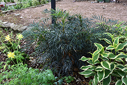 Indigo Flair Mahonia (Mahonia confusa 'sPg-3-018') at Lakeshore Garden Centres
