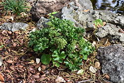 Shishi Botan Leopard Plant (Farfugium japonicum 'Shishi Botan') at Lakeshore Garden Centres