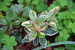 White Knight Japanese Ardisia (Ardisia japonica 'White Knight') at Lakeshore Garden Centres