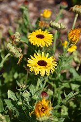 Pot Marigold (Calendula officinalis) at Lakeshore Garden Centres