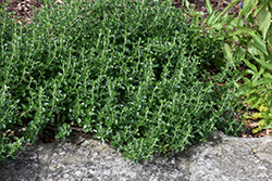 Small Coastal Germander (Teucrium cubense) at Lakeshore Garden Centres