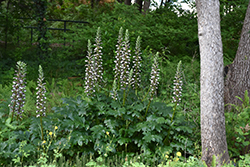 Bear's Breeches (Acanthus mollis) at Lakeshore Garden Centres