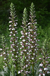Bear's Breeches (Acanthus mollis) at Lakeshore Garden Centres