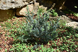 Breede River Yellowwood (Podocarpus elongatus) at Lakeshore Garden Centres