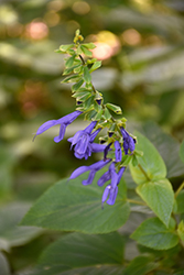 Argentina Skies Sage (Salvia guaranitica 'Argentina Skies') at Lakeshore Garden Centres