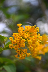 Orange Cestrum (Cestrum aurantiacum) at Lakeshore Garden Centres