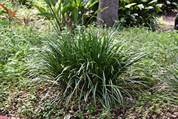 Giant Lily Turf (Liriope gigantea) at Lakeshore Garden Centres
