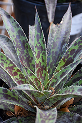 Inkblot Mangave (Mangave 'Inkblot') at Lakeshore Garden Centres