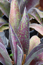 Mission to Mars Mangave (Mangave 'Mission to Mars') at Lakeshore Garden Centres