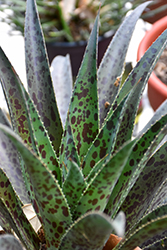 Pineapple Express Mangave (Mangave 'Pineapple Express') at Lakeshore Garden Centres