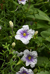 Starry Eyes Nierembergia (Nierembergia gracilis 'Starry Eyes') at Lakeshore Garden Centres