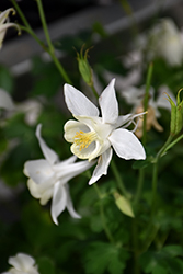 Swan White Columbine (Aquilegia 'Swan White') at Lakeshore Garden Centres