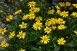 Sonnenschein African Bush Daisy (Euryops chrysanthemoides 'Sonnenschein') at Lakeshore Garden Centres