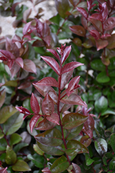 Enduring Summer Lavender Crapemyrtle (Lagerstroemia 'PIILAG B4') at Lakeshore Garden Centres