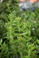 Dwarf Greek Myrtle (Myrtus communis 'Dwarf Greek') at Lakeshore Garden Centres