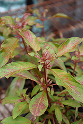Dwarf Mexican Firebush (Hamelia patens 'Nana') at Lakeshore Garden Centres
