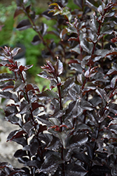 Ebony Flame Crapemyrtle (Lagerstroemia 'Ebony Flame') at Lakeshore Garden Centres