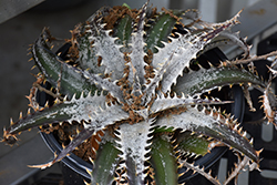Grand Marnier Dyckia (Dyckia 'Grand Marnier') at Lakeshore Garden Centres