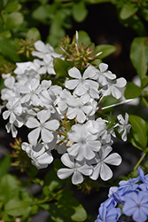 White Cape Plumbago (Plumbago auriculata 'Monite') at Lakeshore Garden Centres