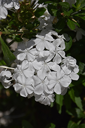 White Cape Plumbago (Plumbago auriculata 'Monite') at Lakeshore Garden Centres