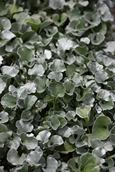 Silver Nickel Vine (Dichondra argentea) at Lakeshore Garden Centres