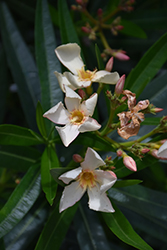 Petite Salmon Oleander (Nerium oleander 'Petite Salmon') at Lakeshore Garden Centres