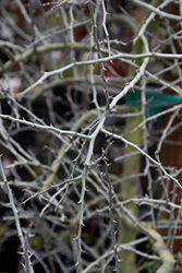 Blue Palo Verde (Cercidium floridum) at Lakeshore Garden Centres