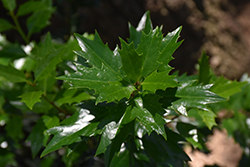 Lucky Leaf Holly (Ilex 'EN1') at Lakeshore Garden Centres