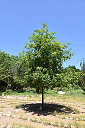 Monterrey Oak (Quercus polymorpha) at Lakeshore Garden Centres