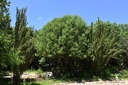 Fan-Tex Ash (Fraxinus velutina 'Fan-Tex') at Lakeshore Garden Centres