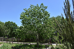 Texas Ash (Fraxinus texensis) at Lakeshore Garden Centres
