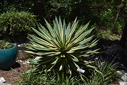 Variegated Spanish Dagger (Yucca gloriosa 'Variegata') at Lakeshore Garden Centres