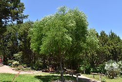 Eve's Necklace (Styphnolobium affine) at Lakeshore Garden Centres
