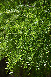 Eve's Necklace (Styphnolobium affine) at Lakeshore Garden Centres